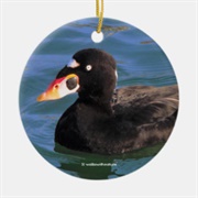American Coot Ornament