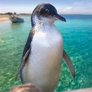 Penguin Island, Western Australia