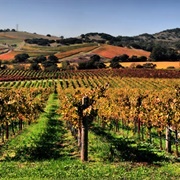 Napa Valley, California, USA