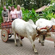 Ride in an Ox Cart