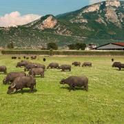 Tenuta Vannulo, Paestum