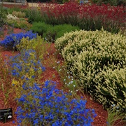 Australian Botanic Garden, Cranbourne, Victoria