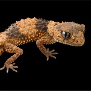Knob Tailed Gecko