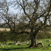 Lockeridge Dene and Piggledene, Wiltshire