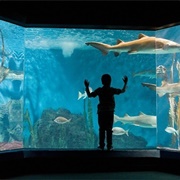 Acquario Di Livorno