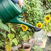 Use a Watering Can Instead of a Hosepipe to Water Your Plants
