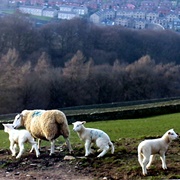 Coddy's Farm, Holmfirth