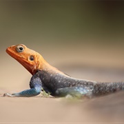 Red-Headed Rock Agama