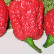 Carolina Reapers