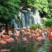 Jurong Bird Park