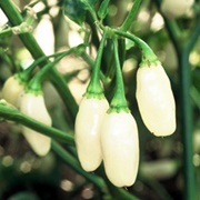 Yucatan White Habanero