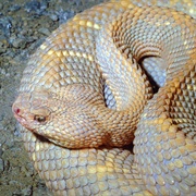 Aruba Island Rattlesnake