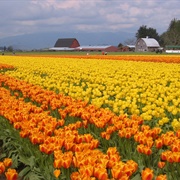 Skagit Valley