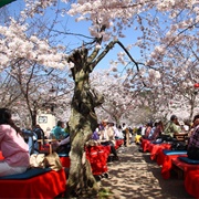 Maruyama Park, Kyoto, Japan