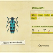 Rosalia Batesi Beetle