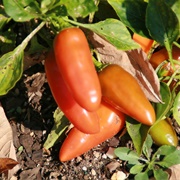 Tangerine Dream Pepper