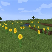 Sunflower Plains