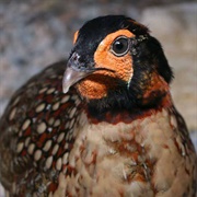 Cabot's Tragopan