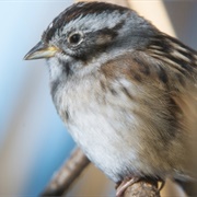 Southern Swamp Sparrow