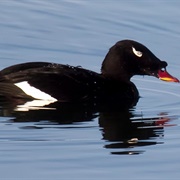 Stejneger's Scoter
