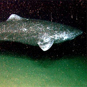 Greenland Shark