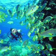 Go Diving on the Great Barrier Reef