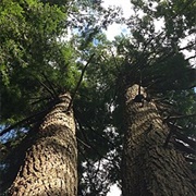 Cathedral State Park, West Virginia