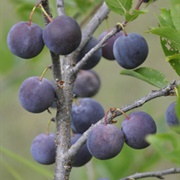 Beach Plum