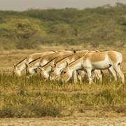 Wild Ass Wildlife Sanctuary, India