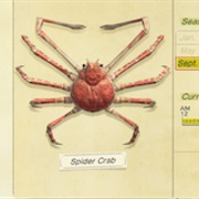 Spider Crab
