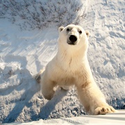 See Polar Bears in the Wild (MB)