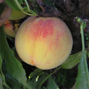 Golden Glory Peach