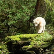 Great Bear Rainforest, BC