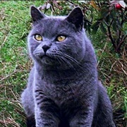 Church (Pet Sematary)