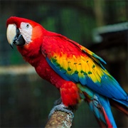Macaw