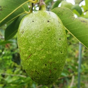Alligator Apple