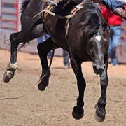 Relive the Wild West at the Calgary Stampede, Canada