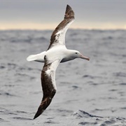 Royal Albatross