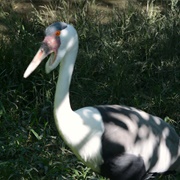 Wattled Crane