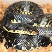 Madagascar Giant Hognose