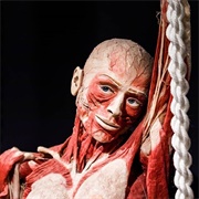 Body Worlds