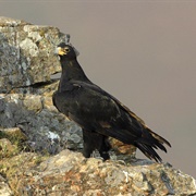 Verreaux's Eagle