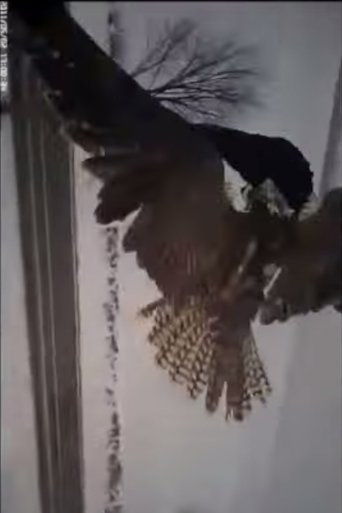 Falcons Hunting Crows POV (2014)