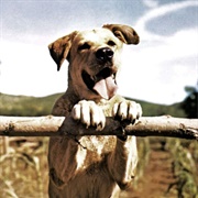 Old Yeller (Old Yeller)