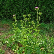 Blessed Thistle