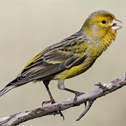 Atlantic Canary