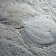 Flatfish