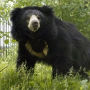 Sloth Bear
