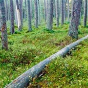 Abernethy Forest, Scotland