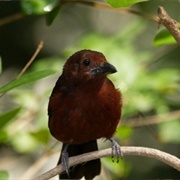 Tanagers